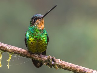 Adult female - Guillermo NAGY Aramacao Tours - ML239616331