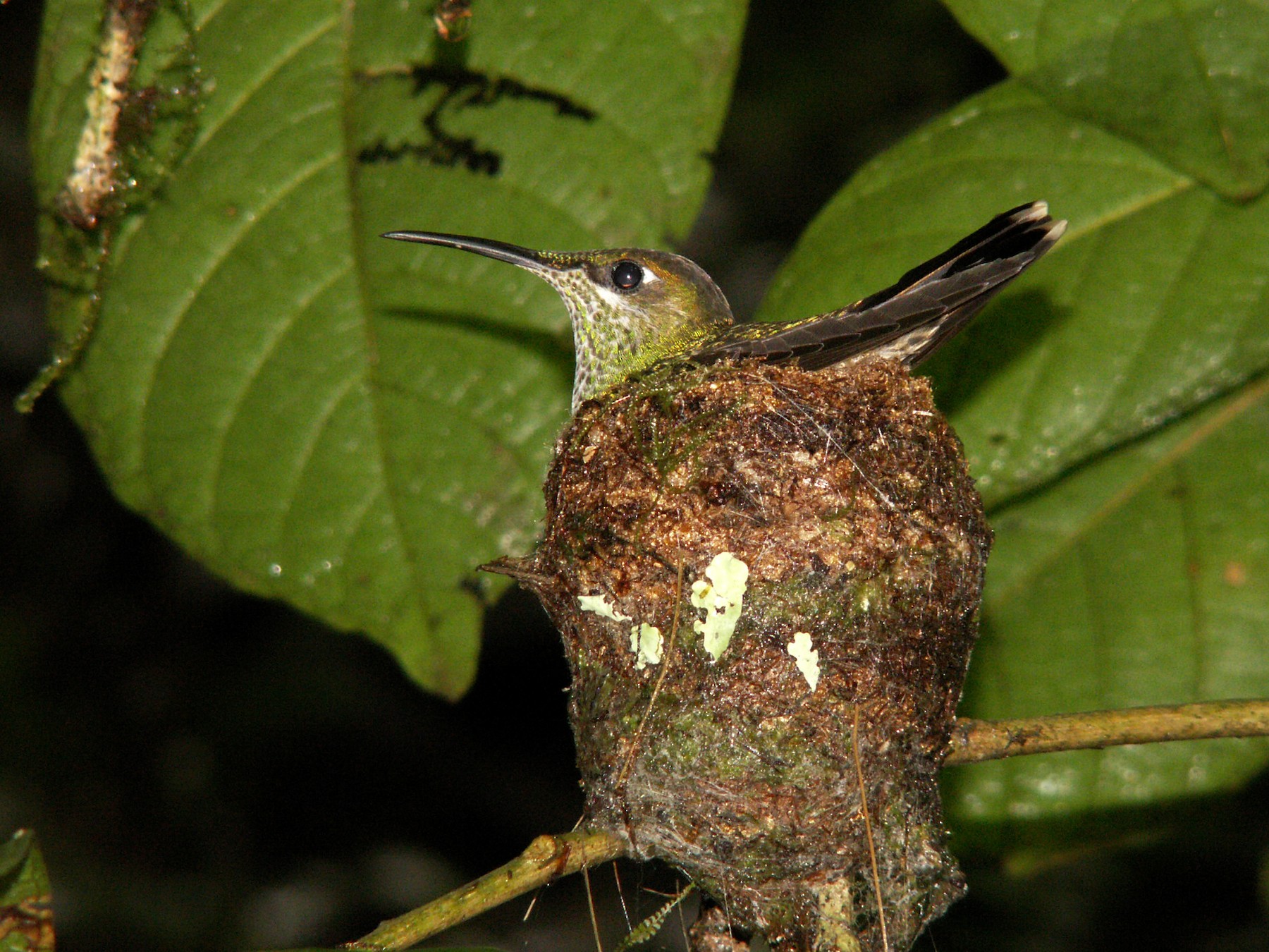 Violet-chested Hummingbird - Yanira Cifuentes Sarmiento