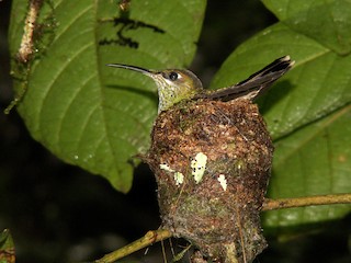 雌成鳥 - Yanira Cifuentes Sarmiento - ML239617471