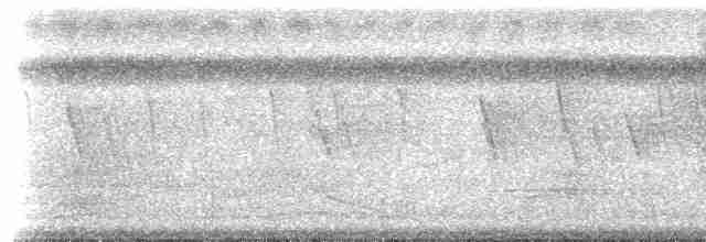 holub temnokřídlý - ML239620