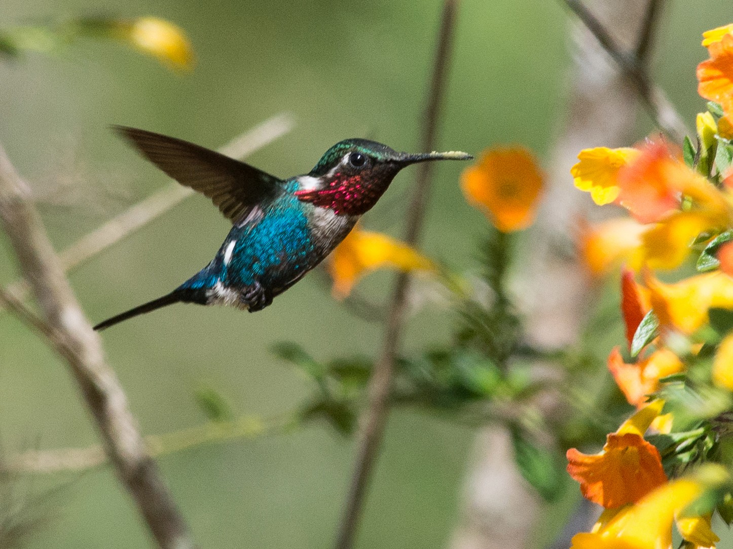 Santa Marta Woodstar - eBird