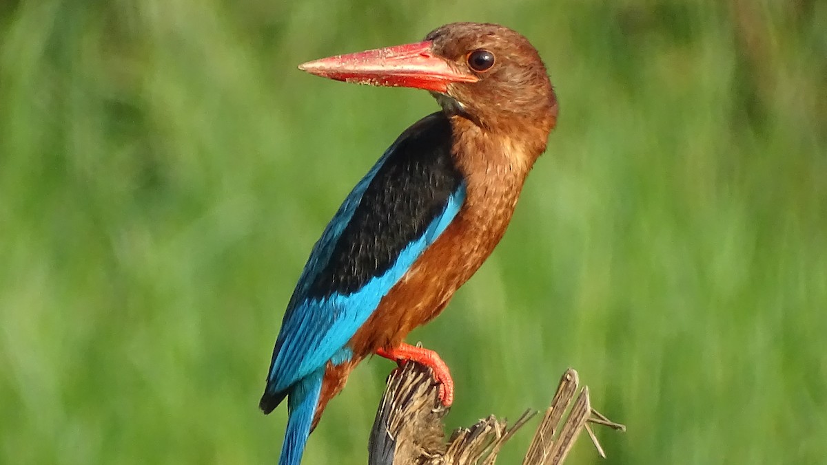 Brown-breasted Kingfisher - ML239626221