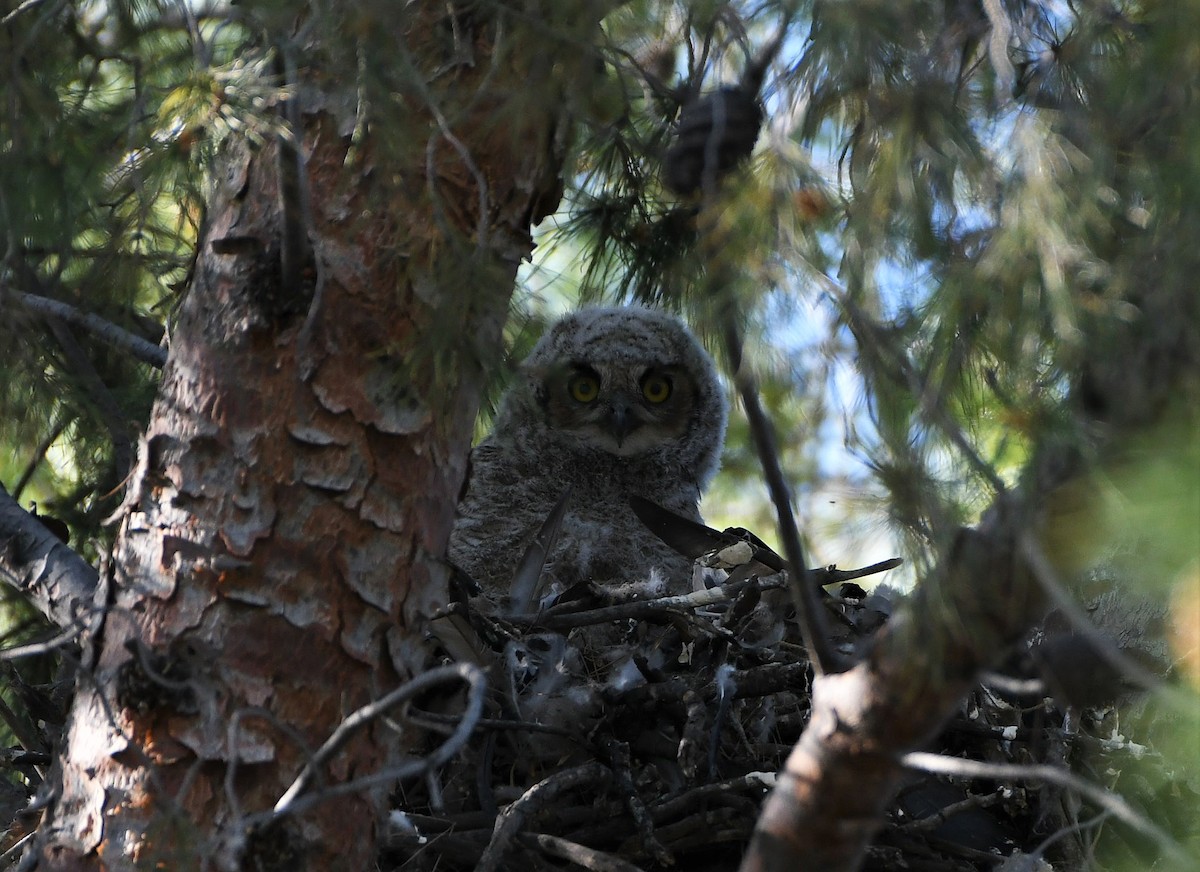 Great Horned Owl - ML239627671