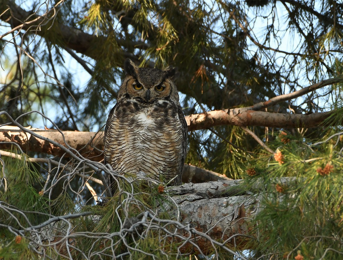 Great Horned Owl - ML239628381