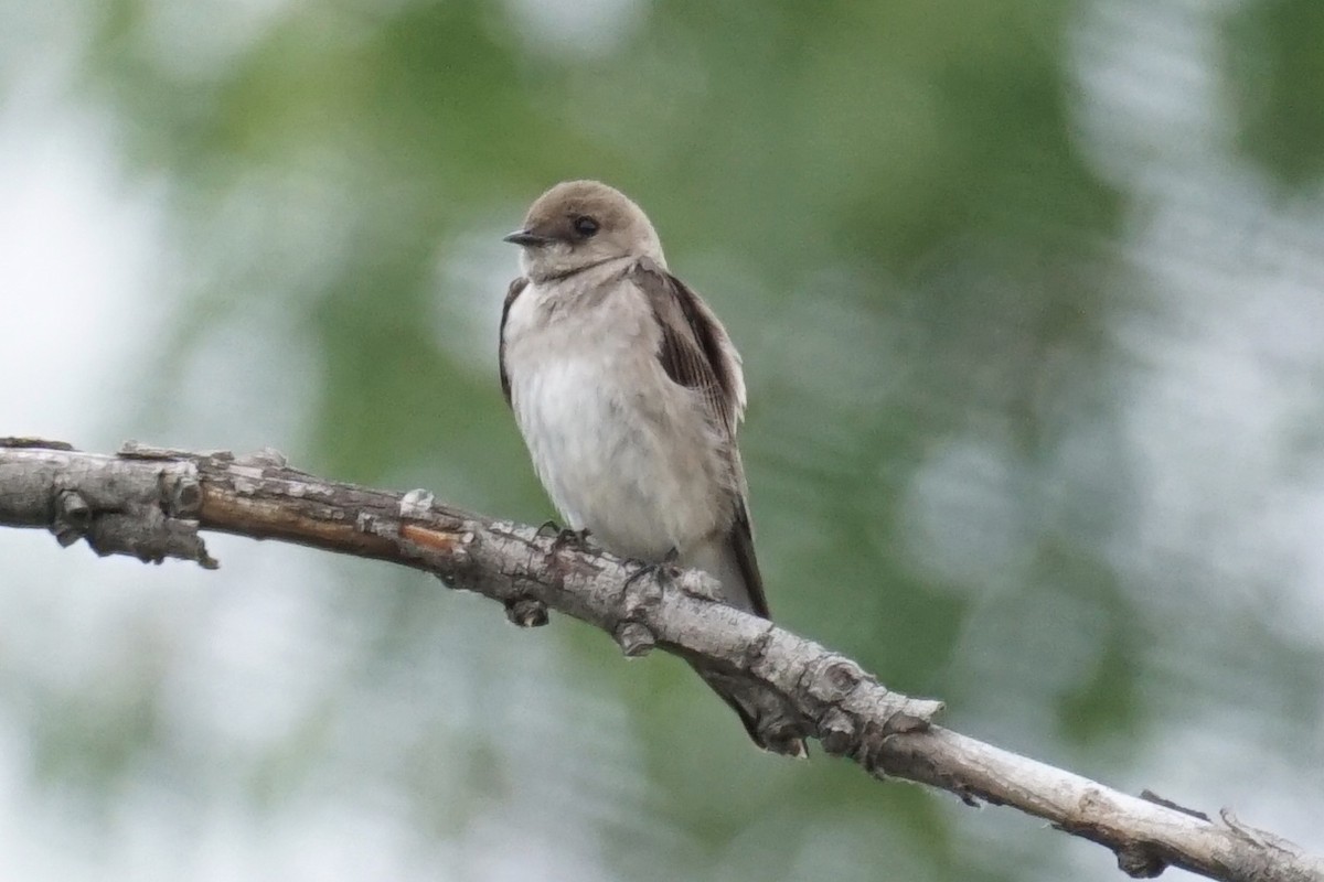 Northern Rough-winged Swallow - ML239629111