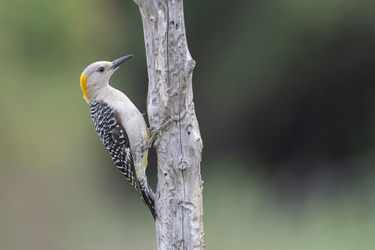 Golden-fronted Woodpecker - Bryan Calk