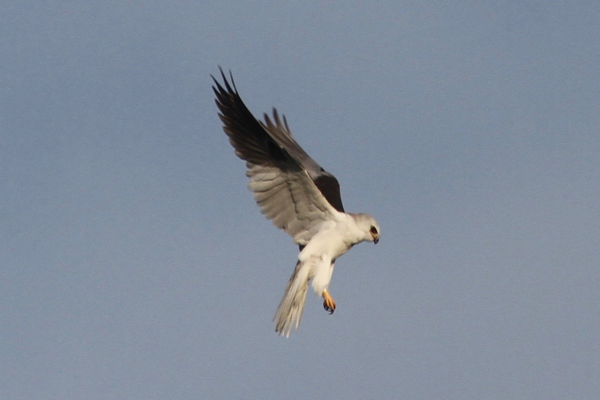 White-tailed Kite - Daniel Tinoco