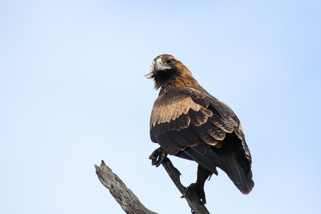 Wedge-tailed Eagle - Andrew Naumann