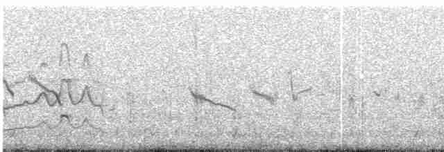 Black-bellied Tern - ML239651