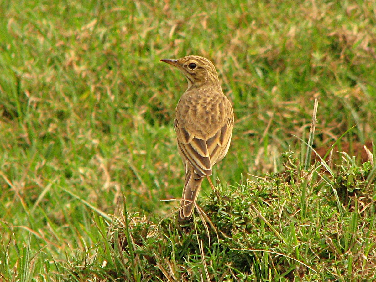 African Pipit - Peter Woodall