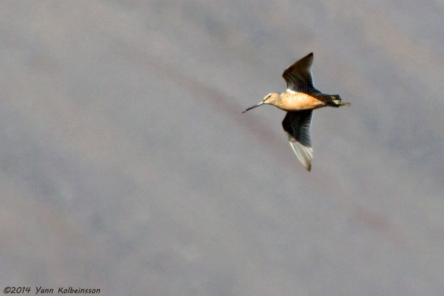 Long-billed Dowitcher - ML23965841