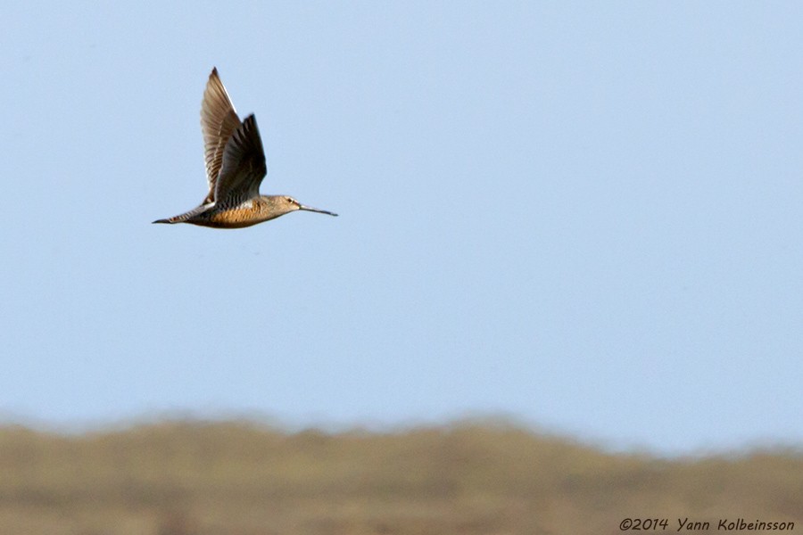 Long-billed Dowitcher - ML23965851