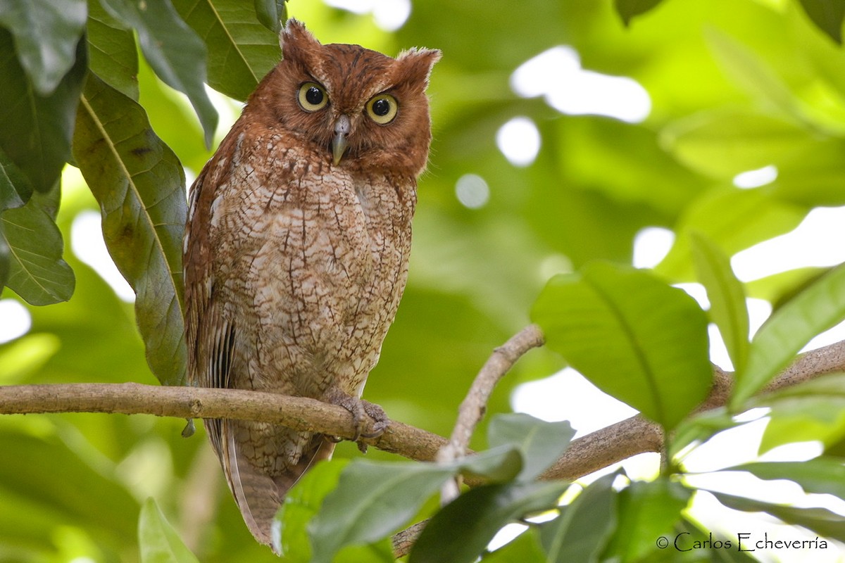 Middle American Screech-Owl (Middle American) - ML239659781