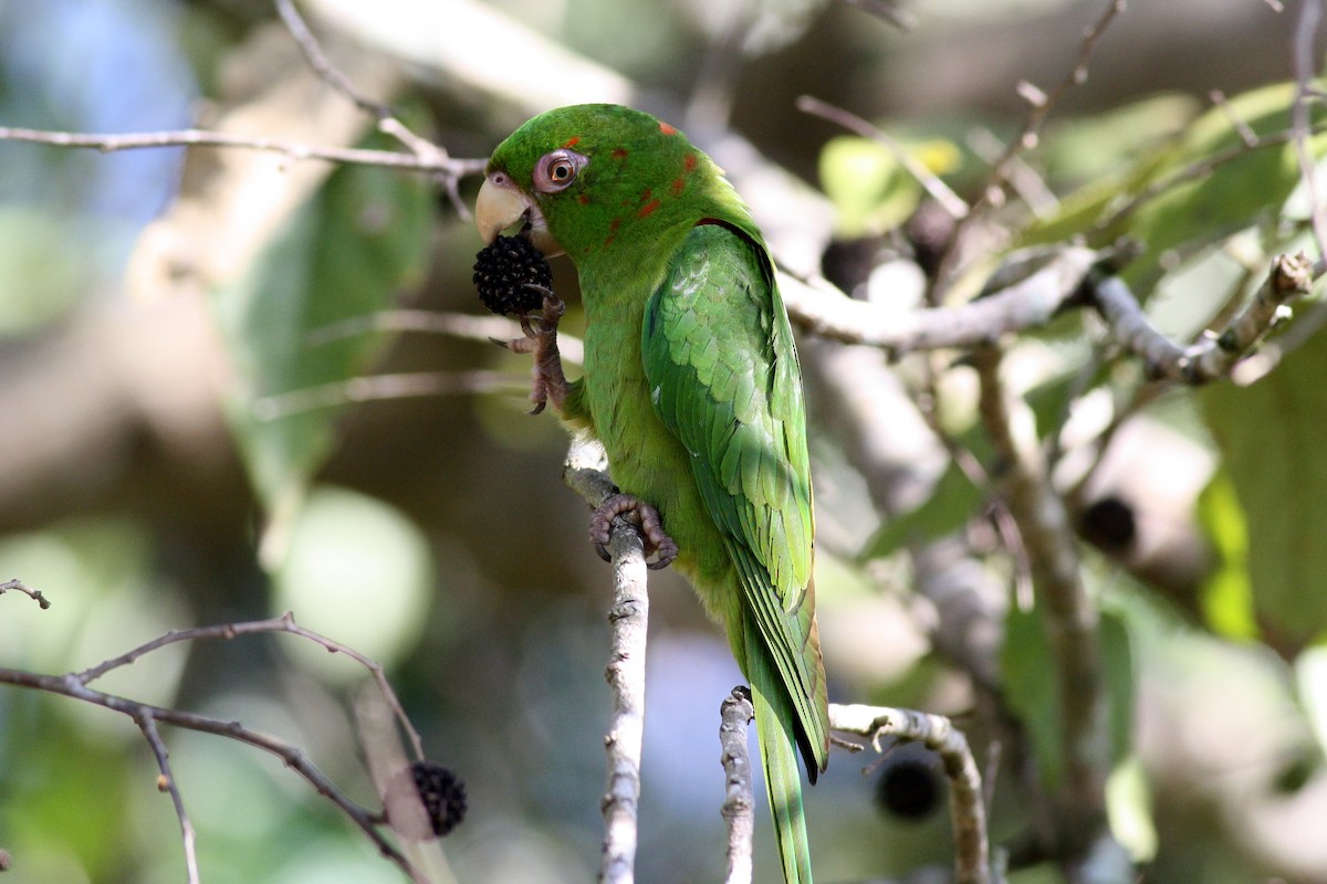 Cuban Parakeet - george parker