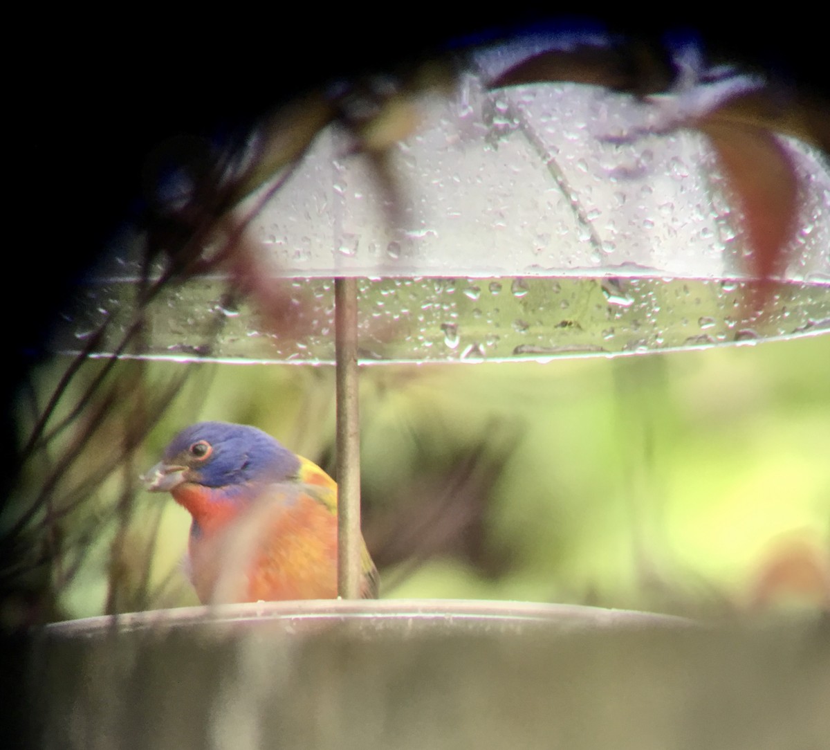 Painted Bunting - ML239660921