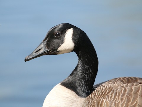 Canada Goose - eBird