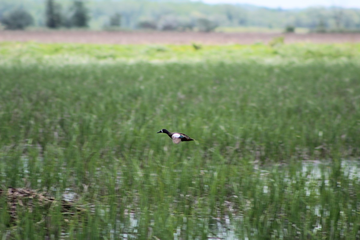 Blue-winged Teal - ML239661841