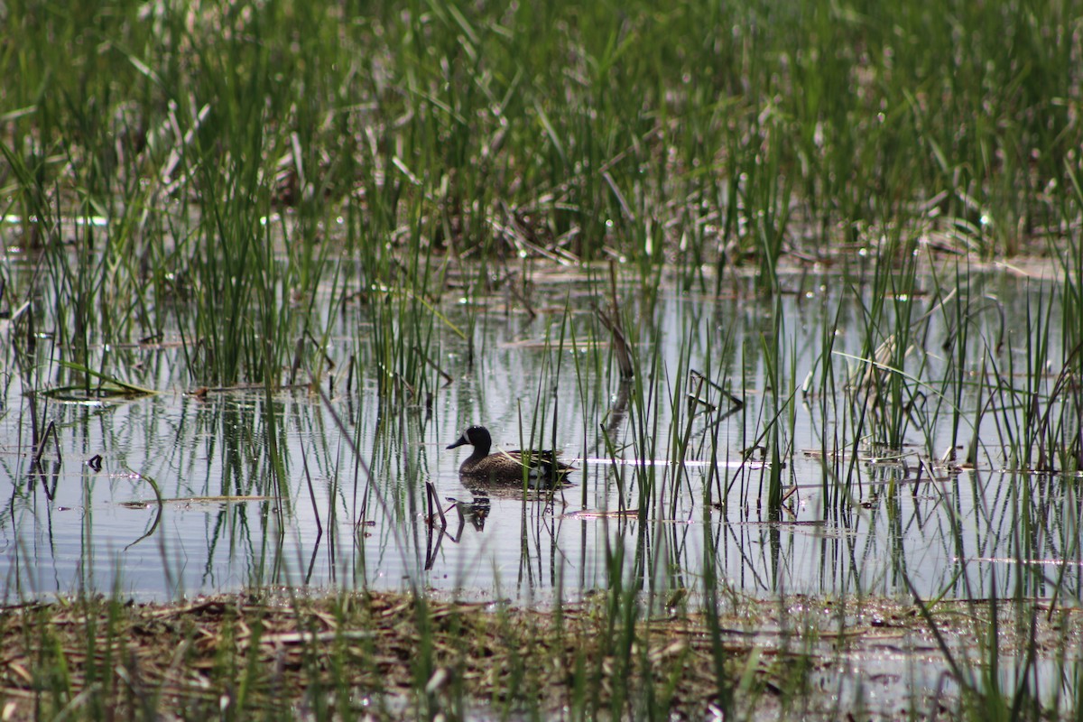 Blue-winged Teal - ML239661891