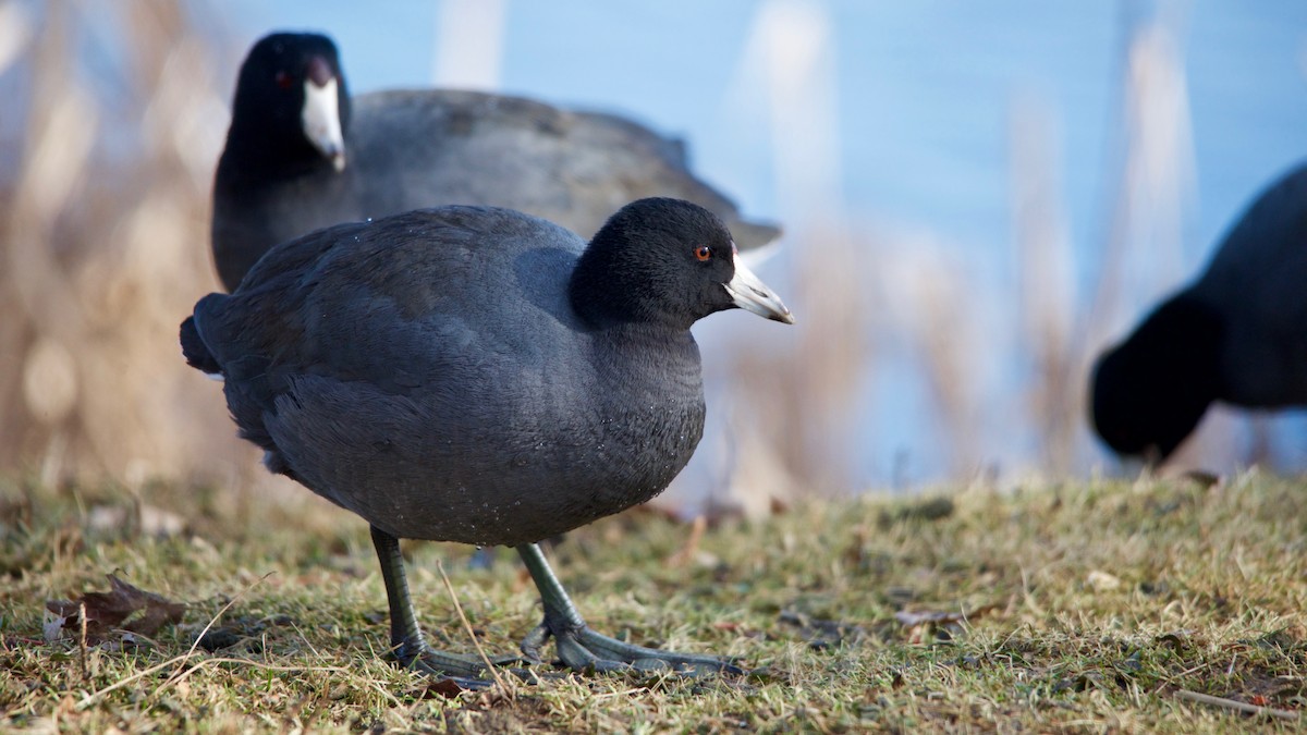 American Coot (Red-shielded) - Jon Cefus
