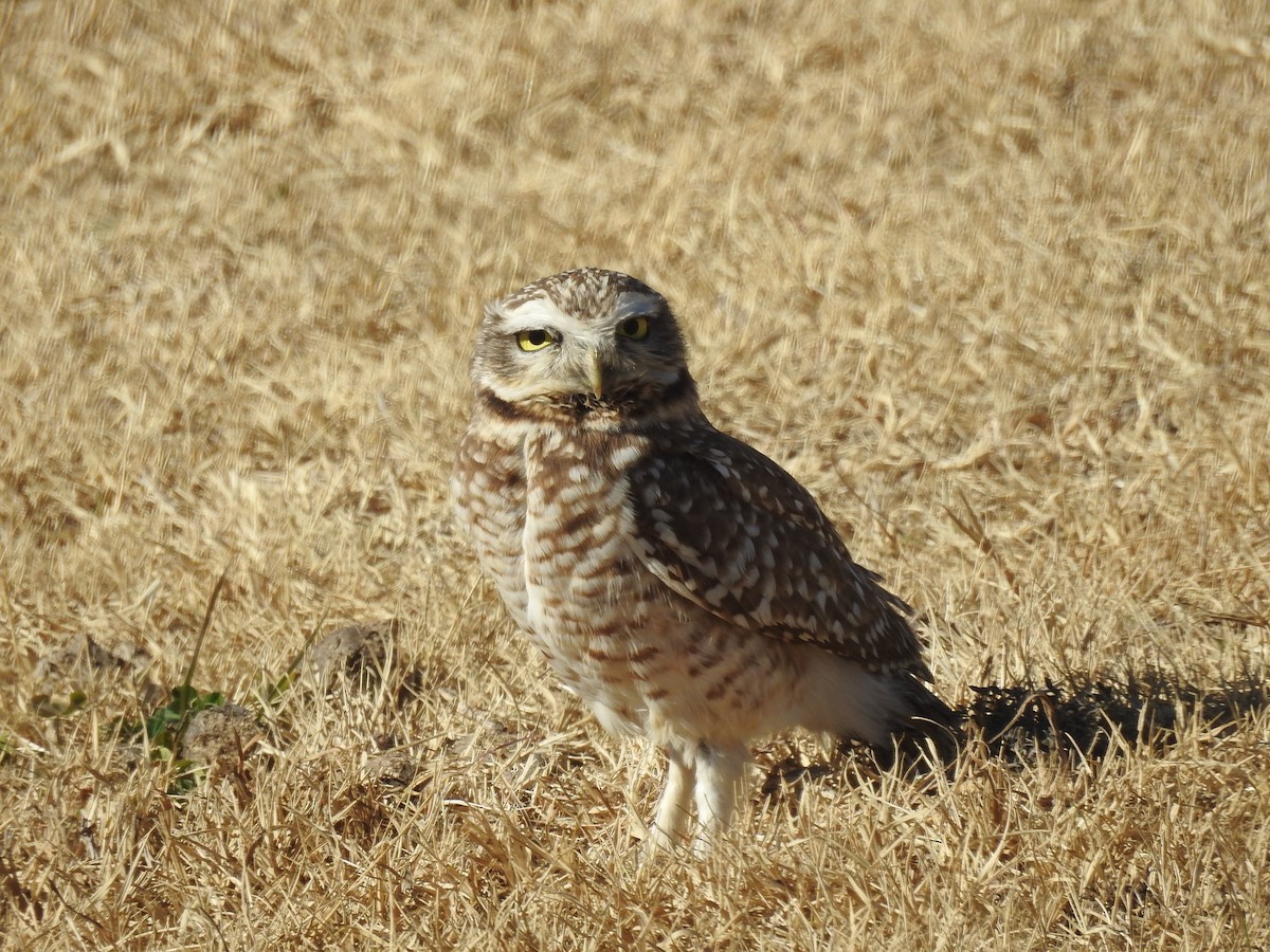 Burrowing Owl - Martin Chagra