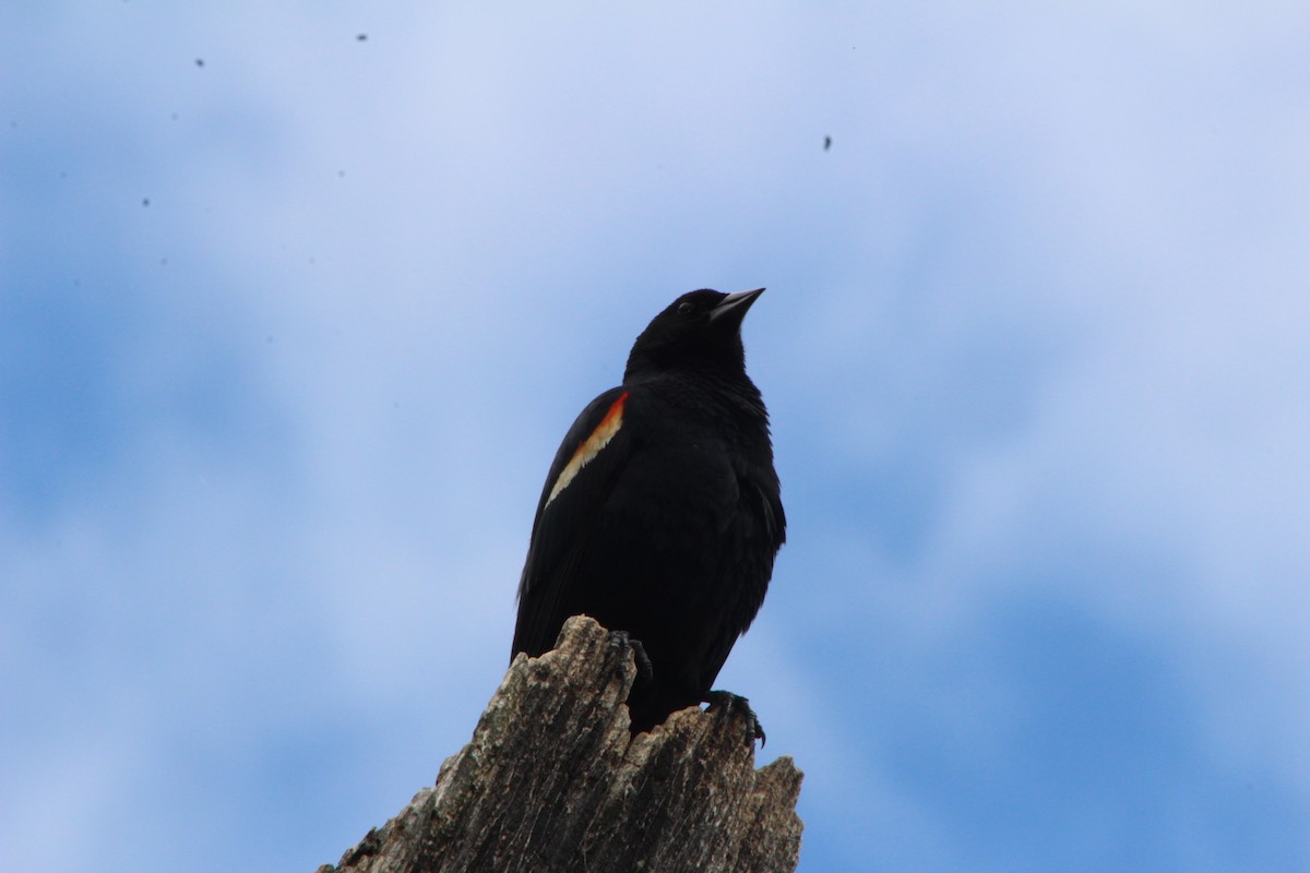 Red-winged Blackbird - ML239662821