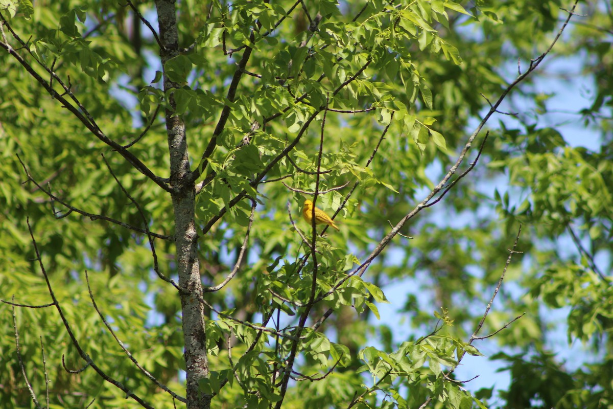 Yellow Warbler - K Novotny