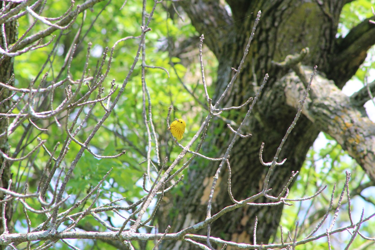Yellow Warbler - K Novotny