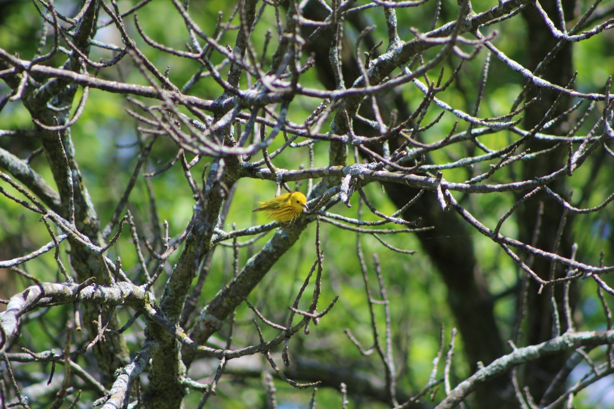 Yellow Warbler - ML239663091