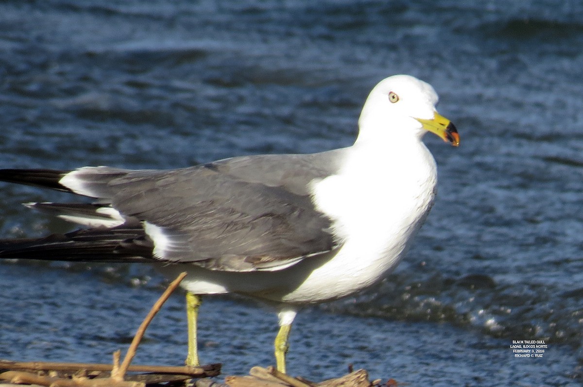 Black-tailed Gull - ML23966791