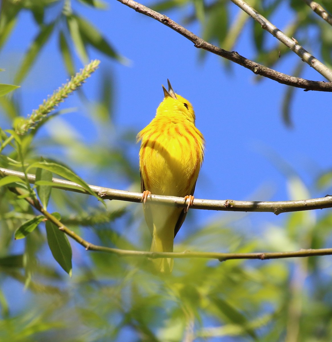 Yellow Warbler - maggie peretto
