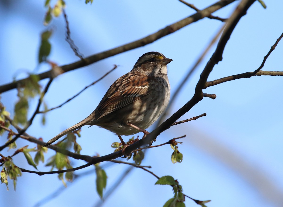 White-throated Sparrow - maggie peretto