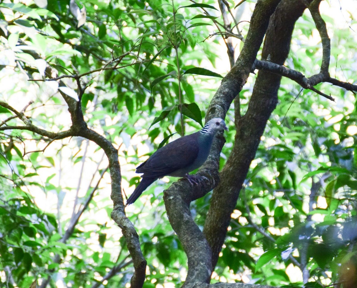 Nilgiri Wood-Pigeon - Prathamesh Desai