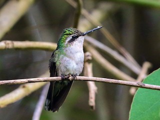 ミドリオヒメエメラルドハチドリ - eBird