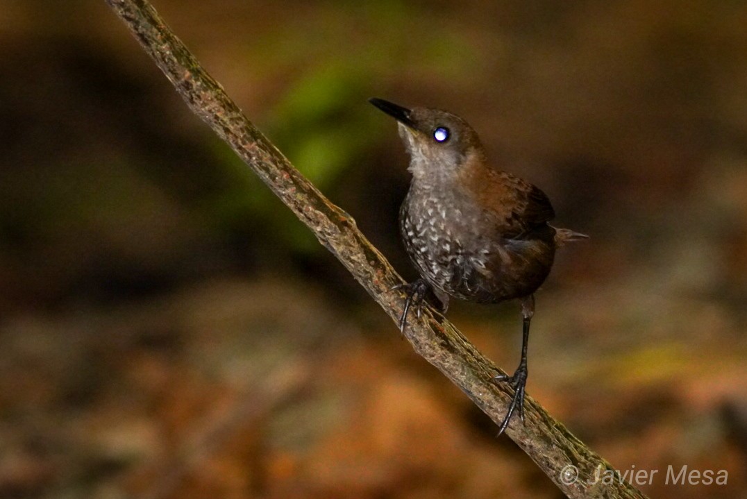 Scaly-breasted Wren - ML239674021