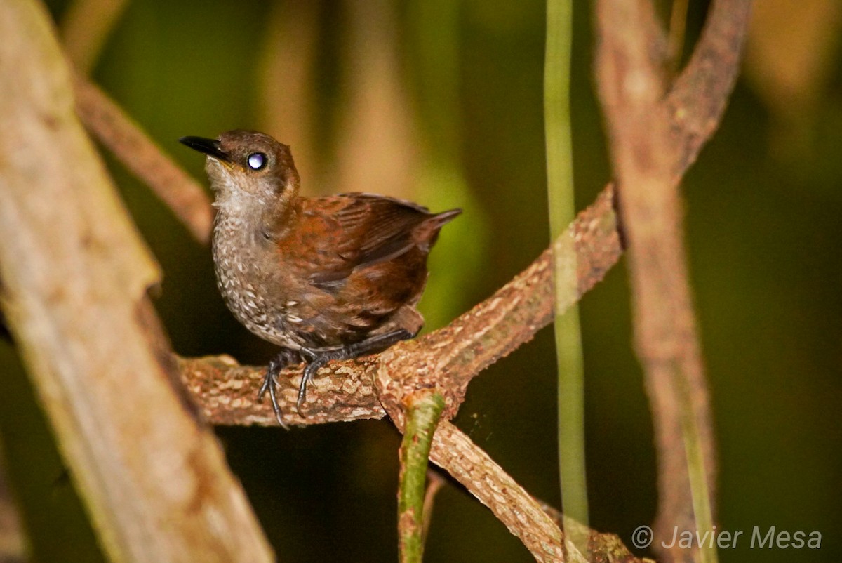 Scaly-breasted Wren - ML239674111