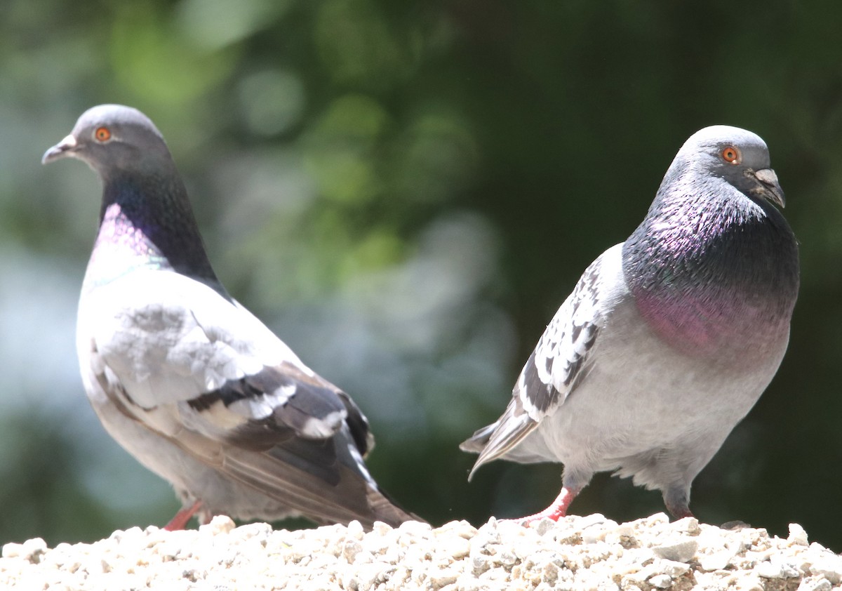 Rock Pigeon (Feral Pigeon) - ML239674841
