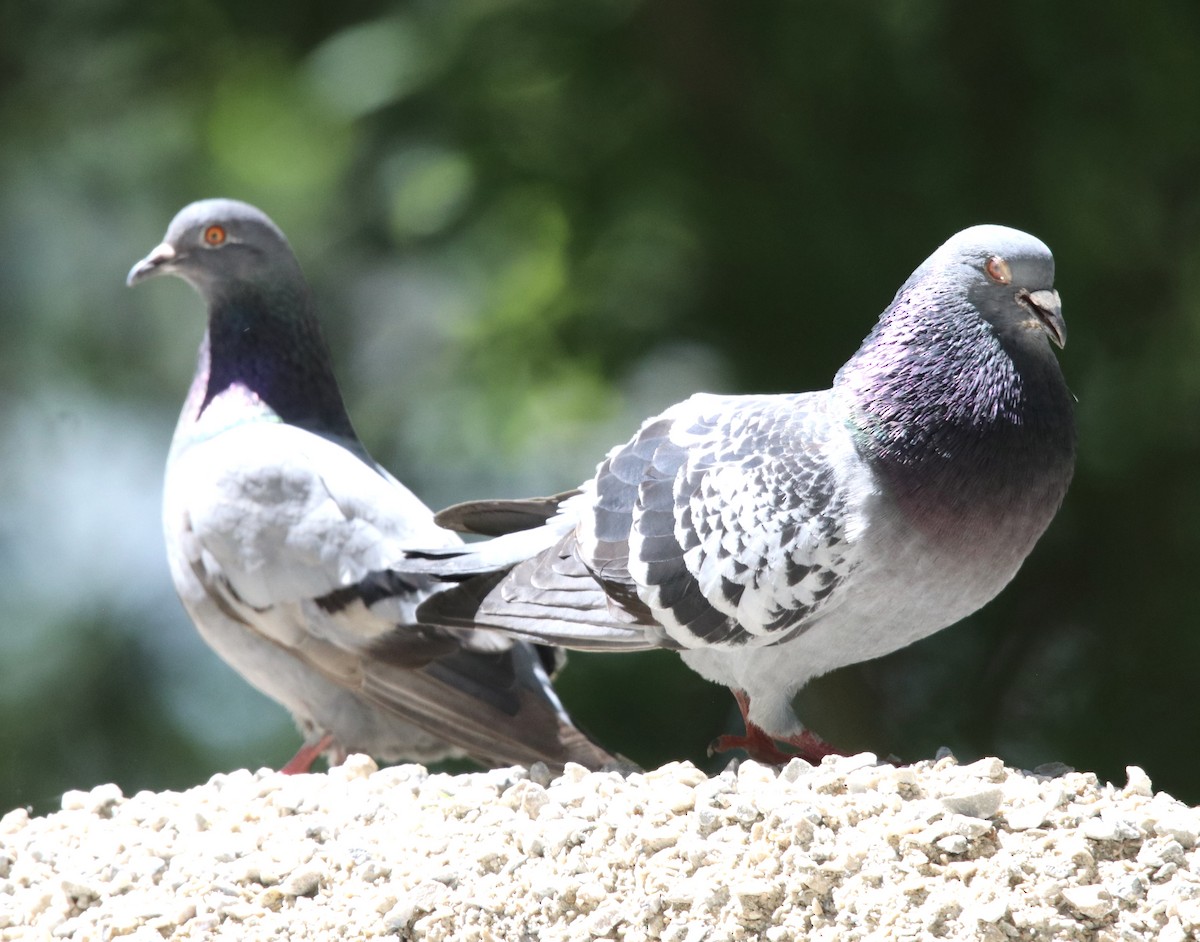Rock Pigeon (Feral Pigeon) - Cheryl Rosenfeld