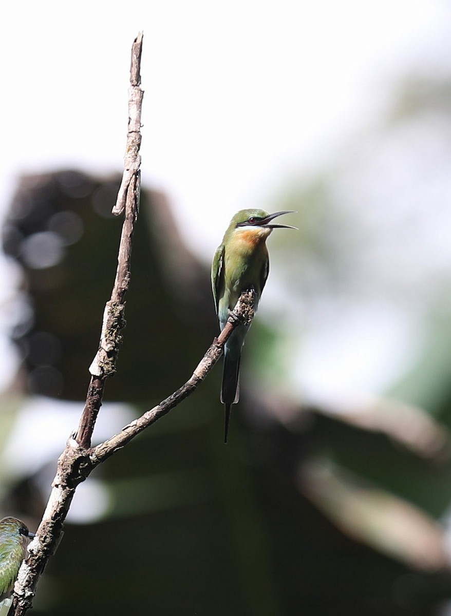 Blue-tailed Bee-eater - ML239675571