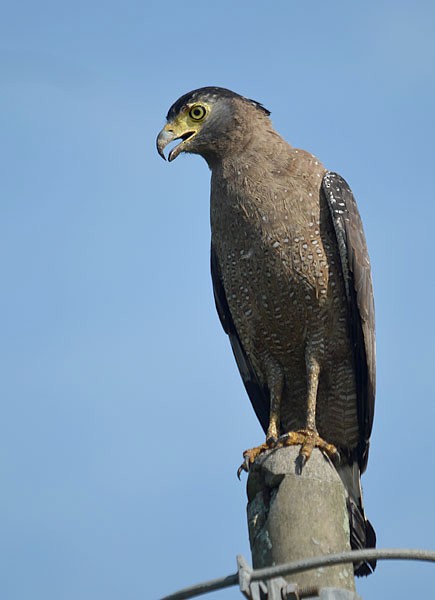 Crested Serpent-Eagle - ML239680041