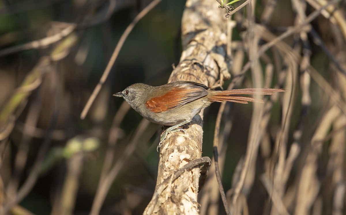 Plain-crowned Spinetail - ML239681501