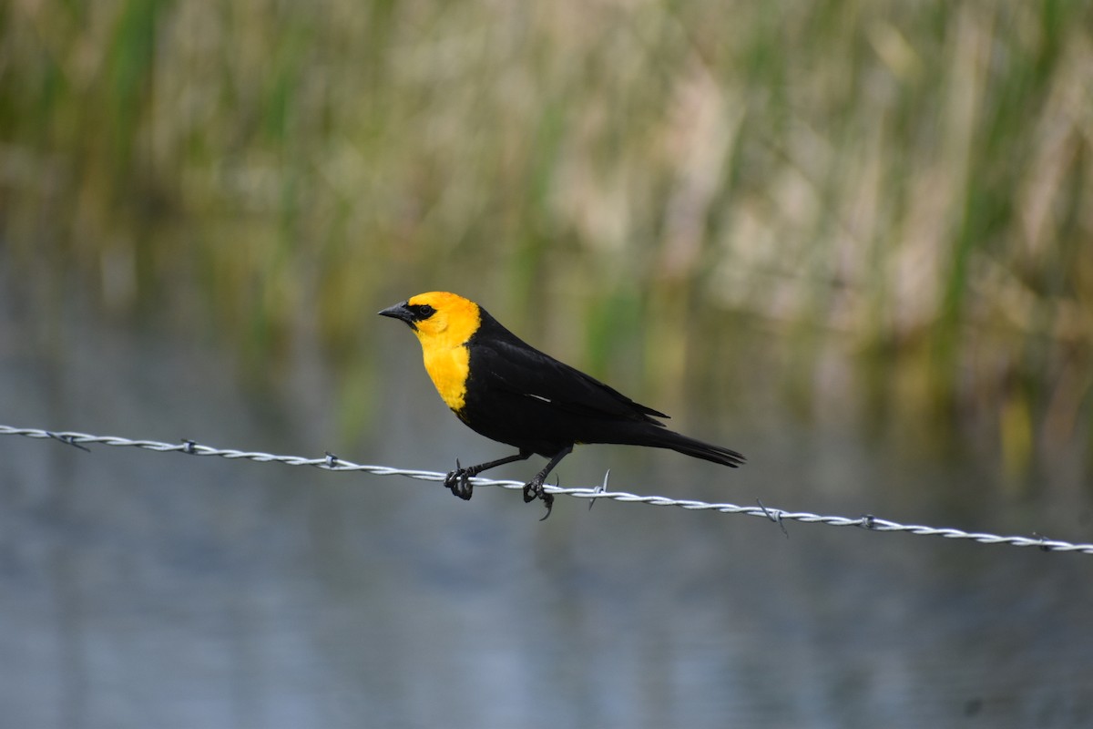 Yellow-headed Blackbird - ML239685551