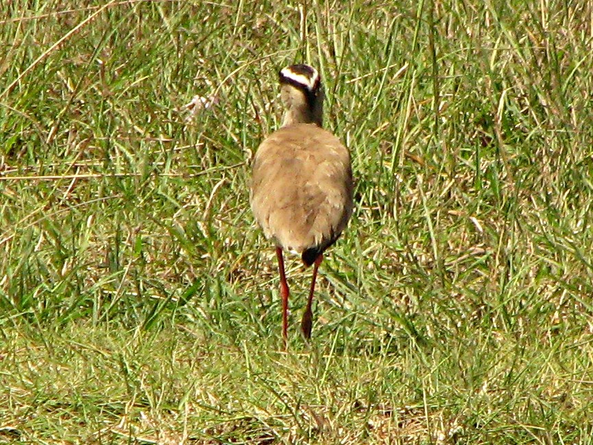 Crowned Lapwing - ML239686461