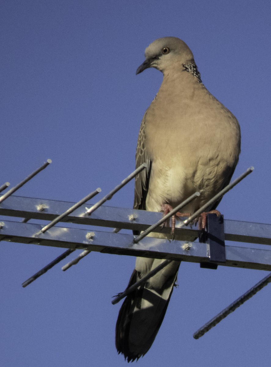 Spotted Dove - ML239687461