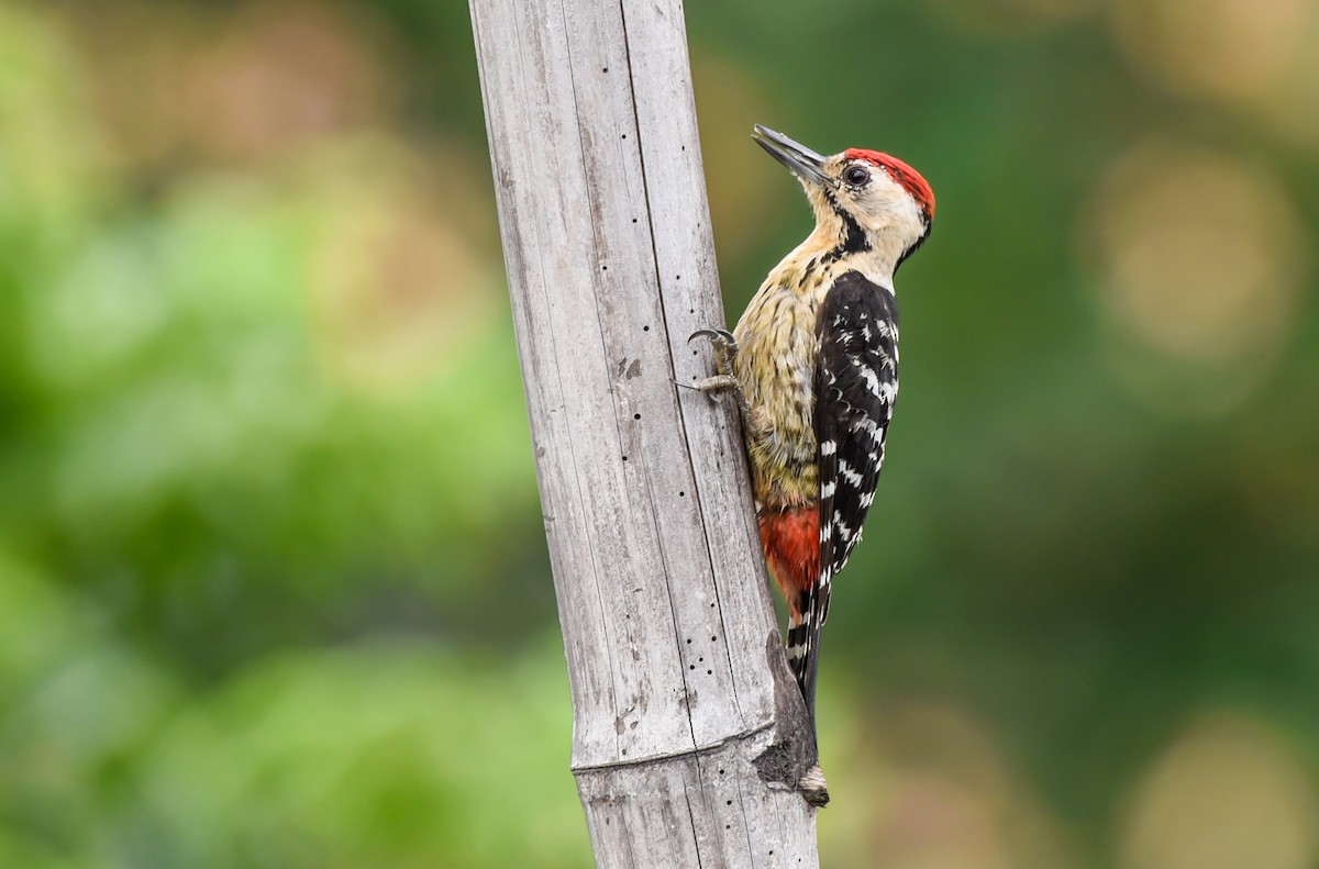 Fulvous-breasted Woodpecker - Noel Foning