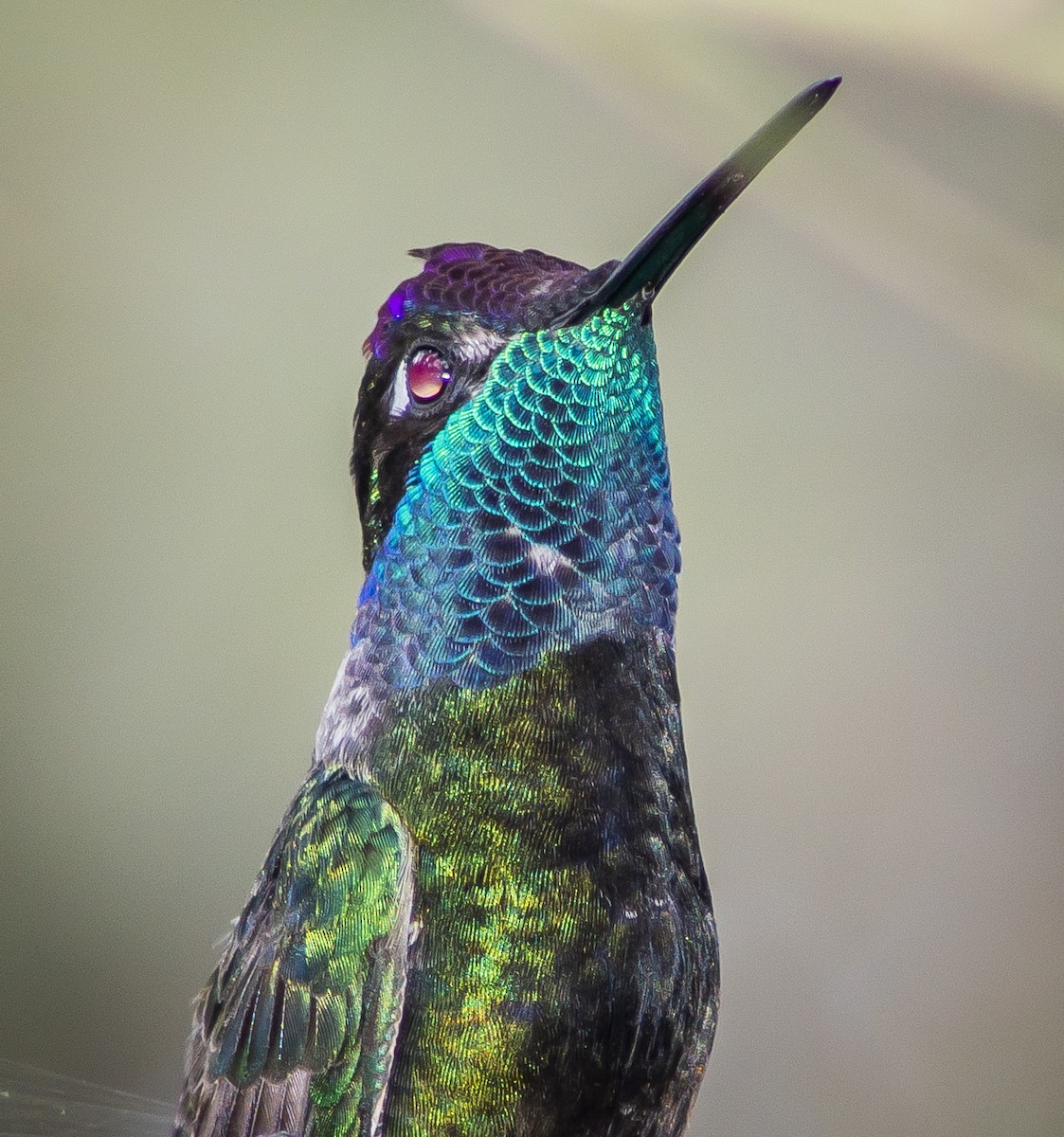 kolibřík skvostný - ML239689741