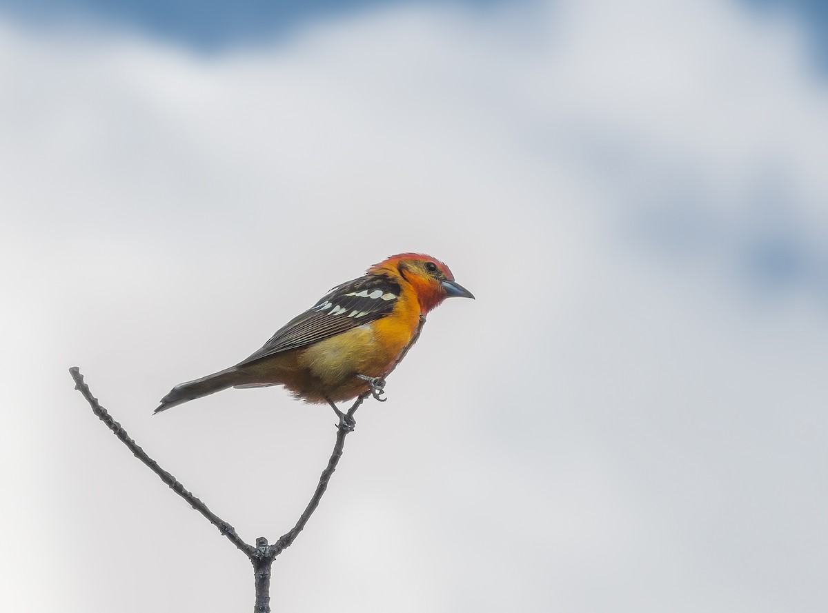 Flame-colored Tanager - ML239689751