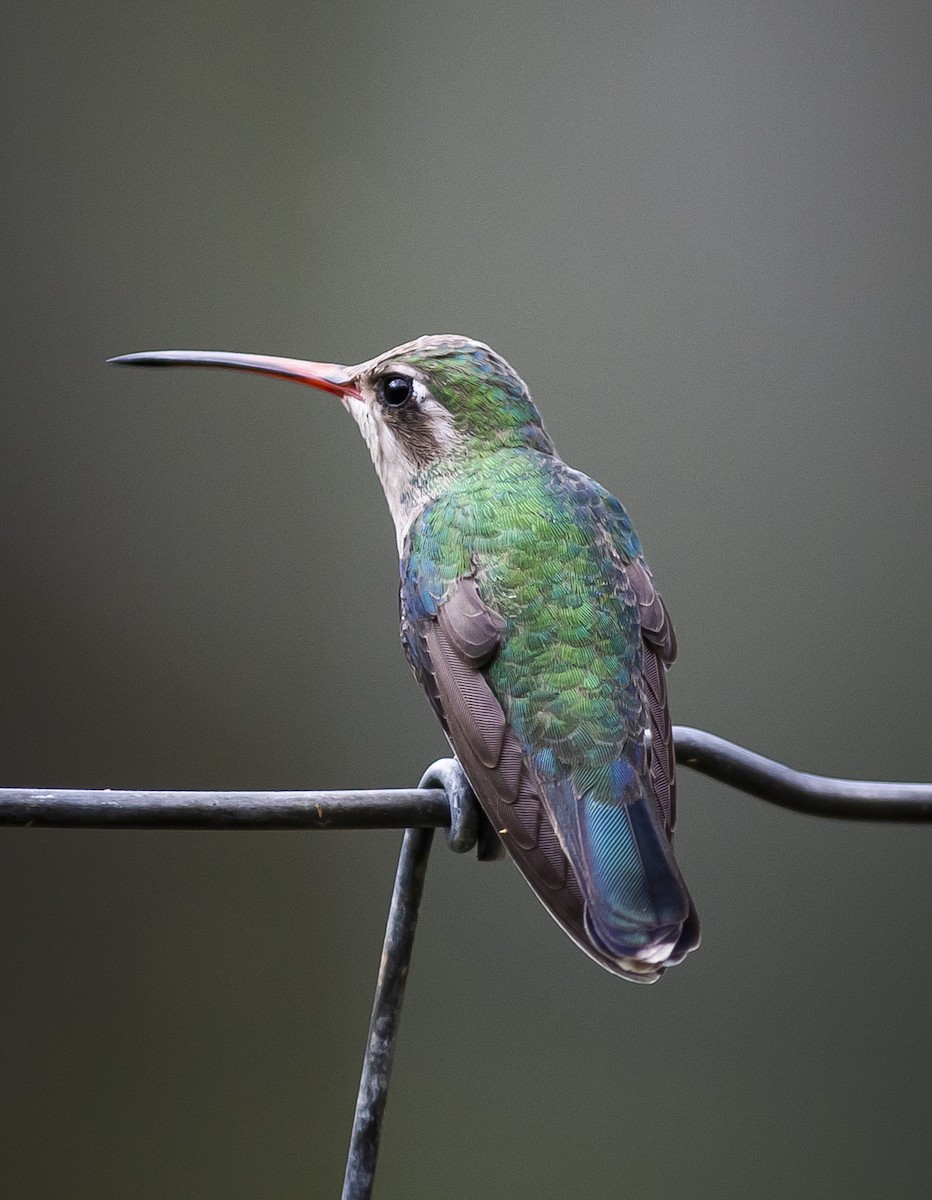 Broad-billed Hummingbird - ML239689771