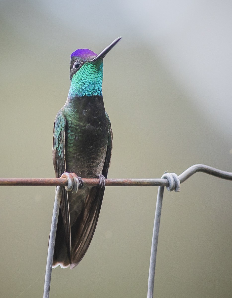 kolibřík skvostný - ML239689781