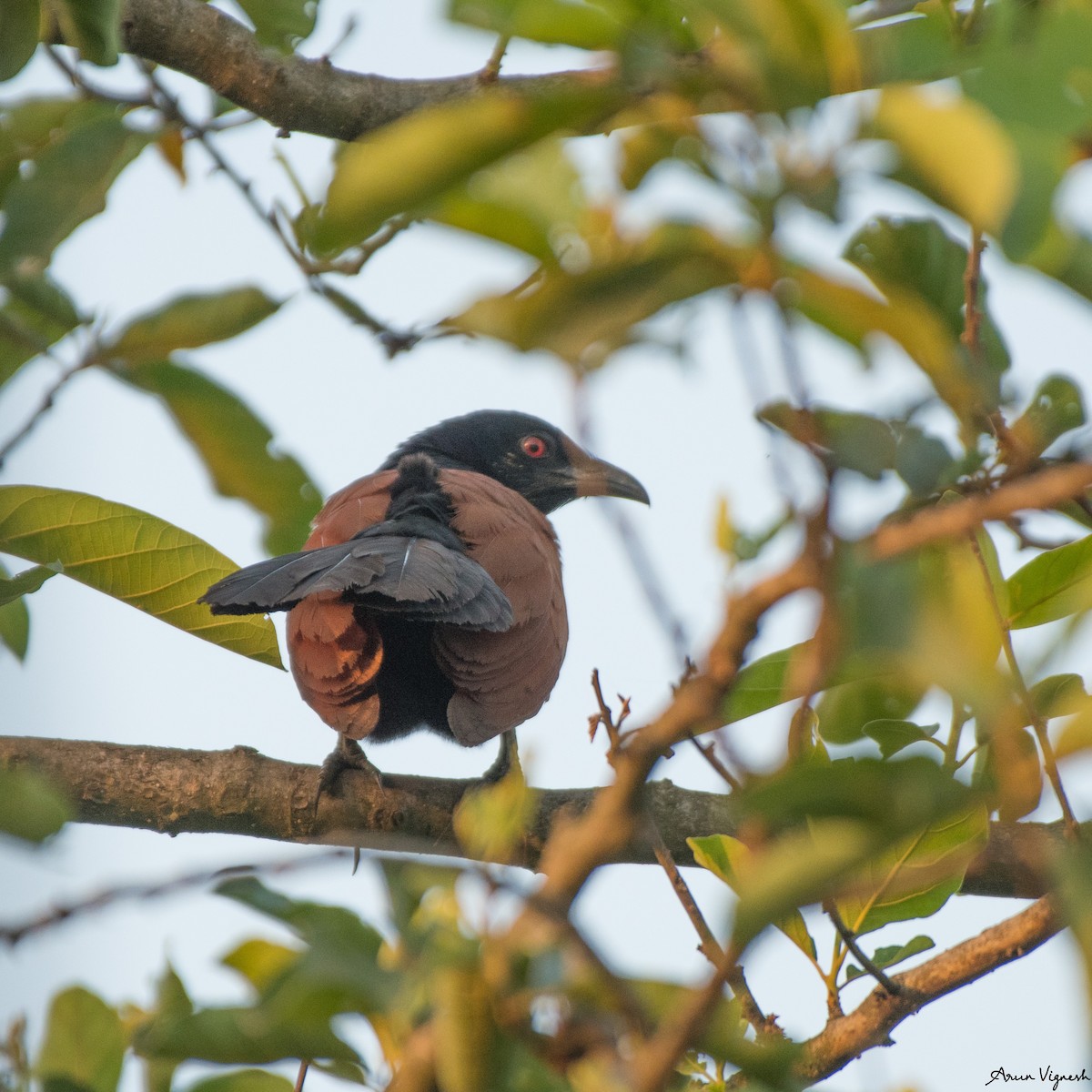 Greater Coucal - ML239693601