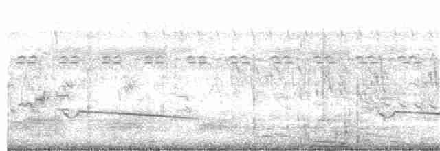 Gray-bellied Cuckoo - ML239693661